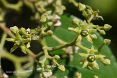Loeseneriella africana